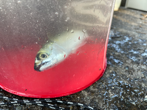 サバの釣果