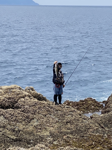 カンパチの釣果