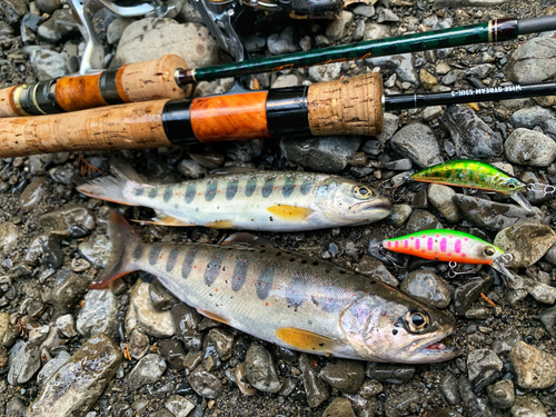 アマゴの釣果