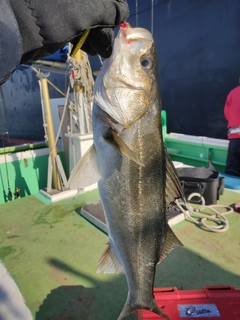 スズキの釣果