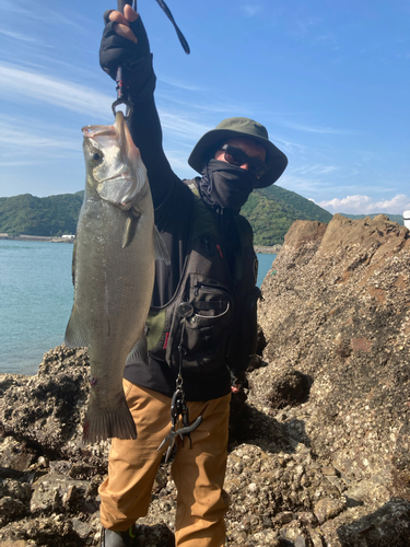 ヒラスズキの釣果