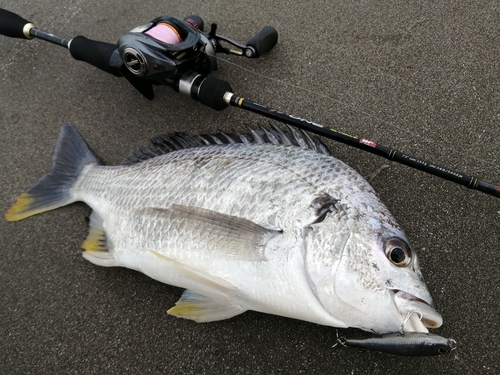 キチヌの釣果