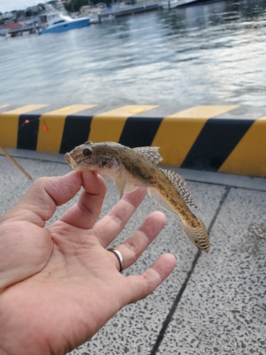 マハゼの釣果