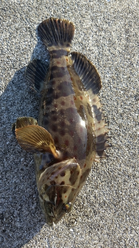 チャイロマルハタの釣果