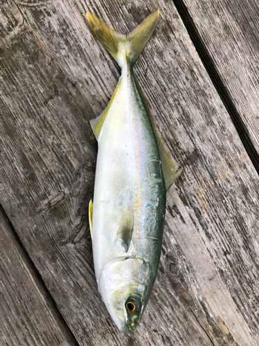 ツバスの釣果