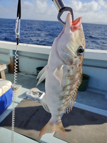 ムルーの釣果