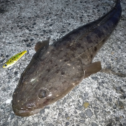 マゴチの釣果