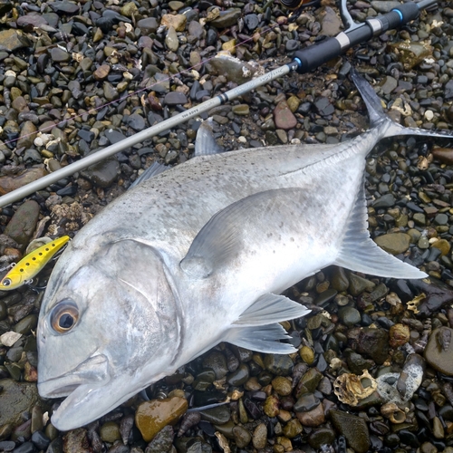 ロウニンアジの釣果