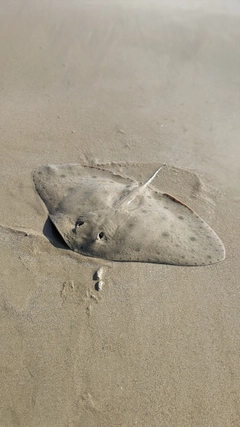 エイの釣果