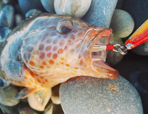 オオモンハタの釣果