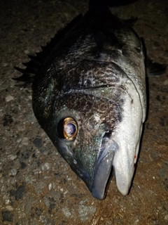 チヌの釣果