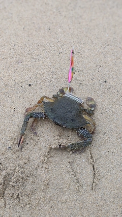 カニの釣果