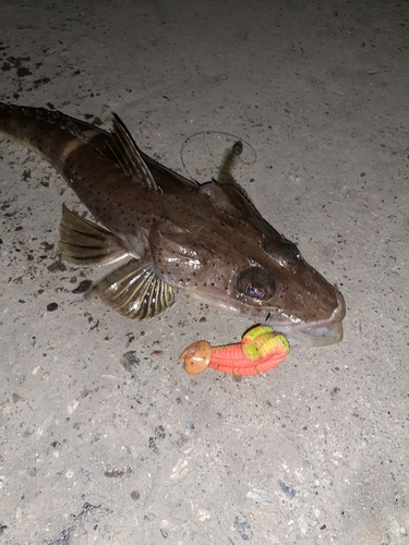 イネゴチの釣果