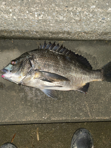 クロダイの釣果