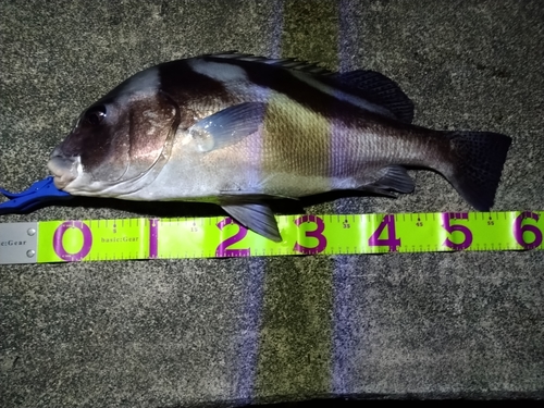 コショウダイの釣果