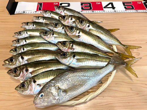 イシモチの釣果