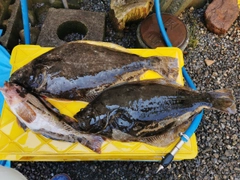 ヒラメの釣果