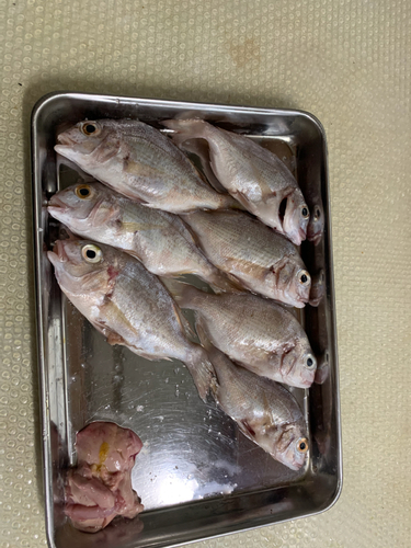 チダイの釣果