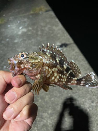 カサゴの釣果