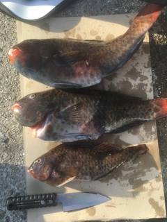 イガミの釣果
