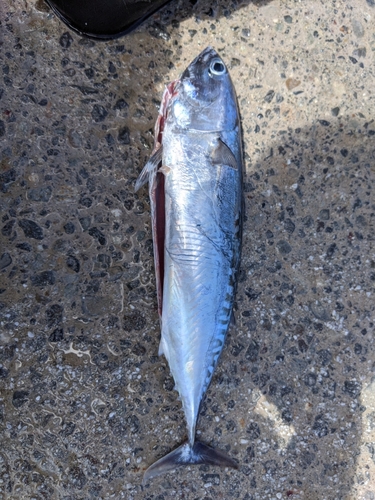 ソウダガツオの釣果