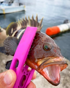 アオハタの釣果