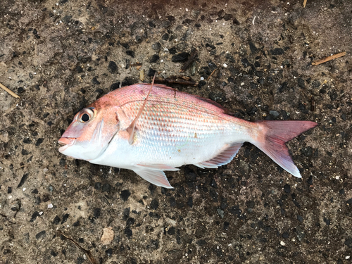 タイの釣果