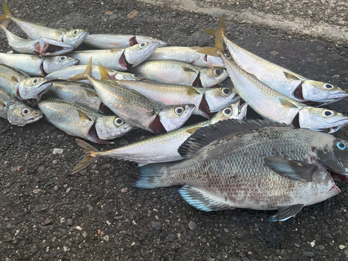 サバの釣果