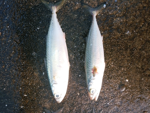 サバの釣果