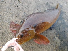 アイナメの釣果