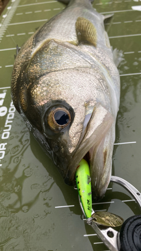 シーバスの釣果