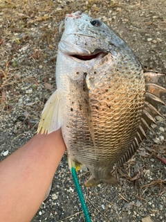 キビレの釣果