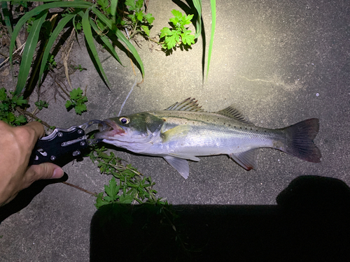 セイゴ（タイリクスズキ）の釣果