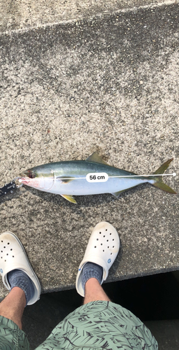 ハマチの釣果