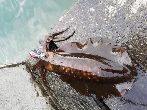 アオリイカの釣果