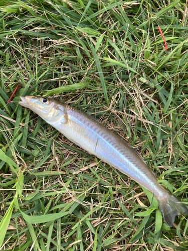 キスの釣果