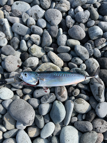 マルソウダの釣果