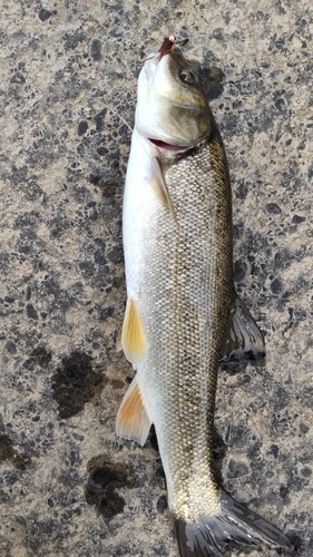 ウグイの釣果