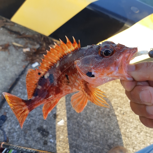 カサゴの釣果