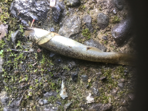 アブラハヤの釣果