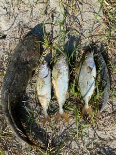 マゴチの釣果