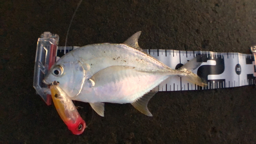 ロウニンアジの釣果