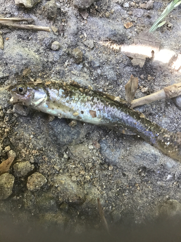 アブラハヤの釣果