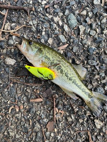 ブラックバスの釣果