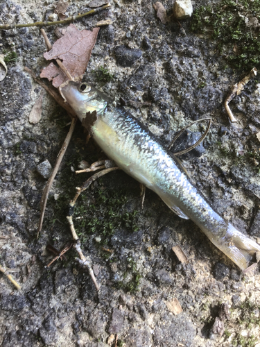 アブラハヤの釣果