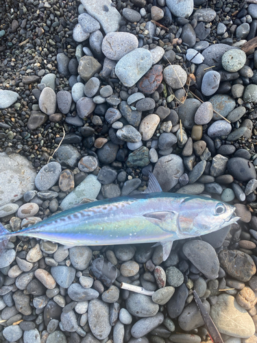 マルソウダの釣果