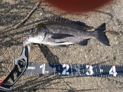 クロダイの釣果