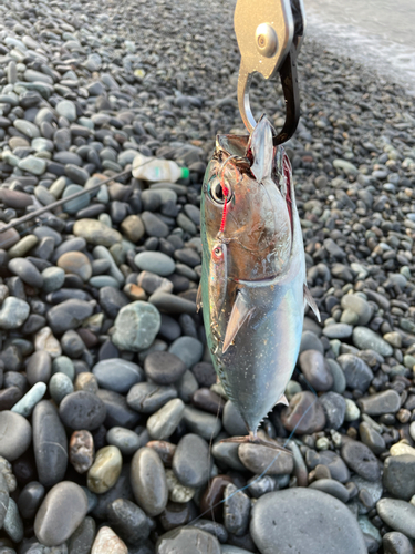 カツオの釣果