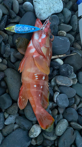 アカハタの釣果