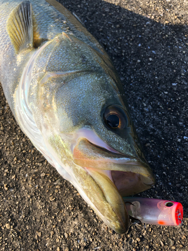 スズキの釣果